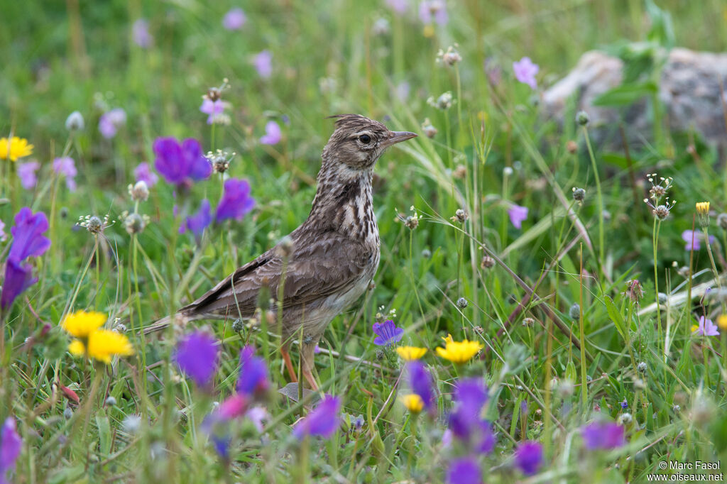 Cochevis de Théklaadulte nuptial, identification, habitat