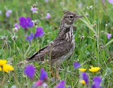 Thekla's Lark