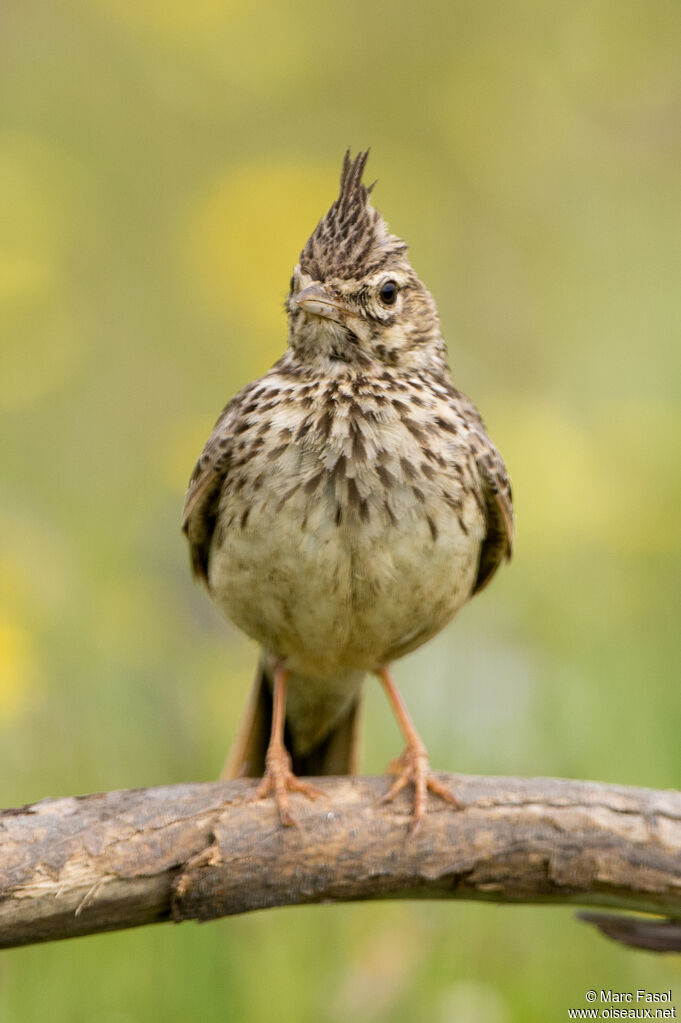 Cochevis de Théklaadulte, identification