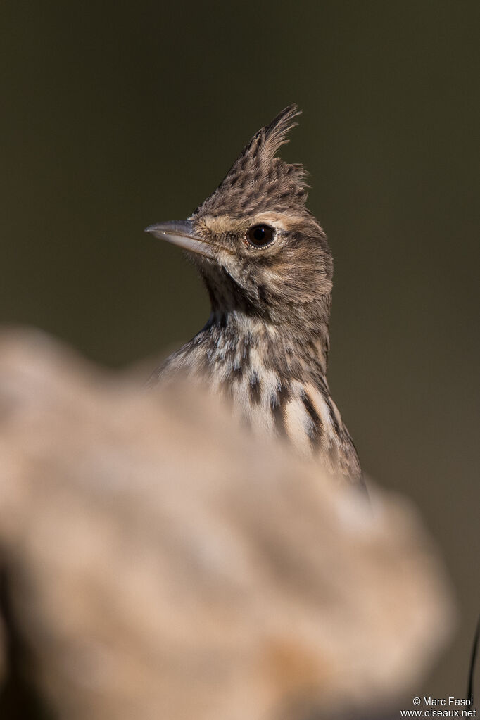 Thekla's Larkadult breeding, identification