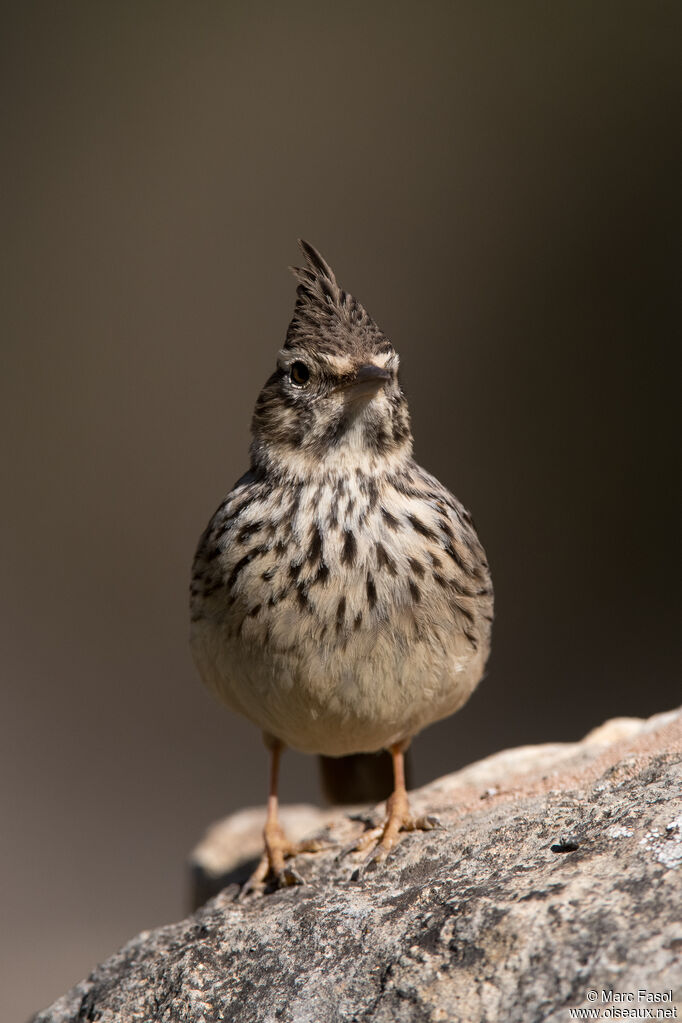 Cochevis de Théklaadulte, identification