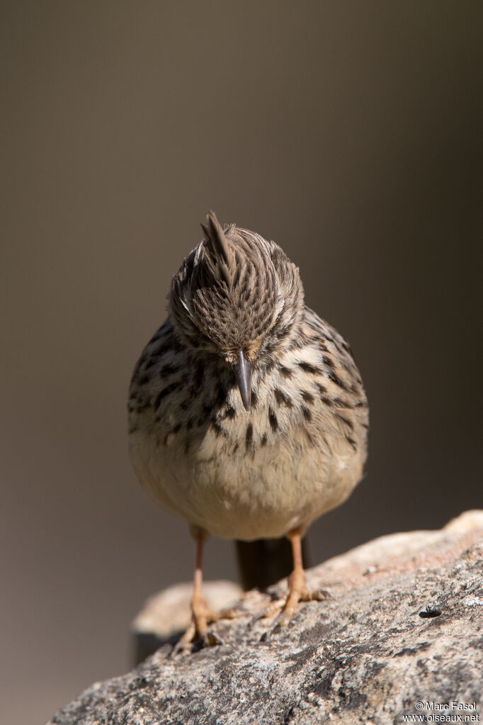 Thekla's Larkadult, identification