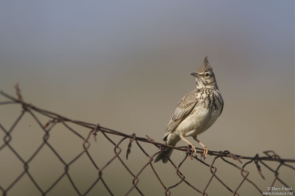 Crested Lark male adult breeding, identification