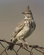 Crested Lark