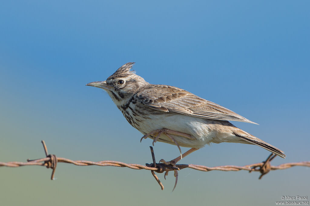 Crested Larkadult, identification