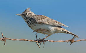 Crested Lark