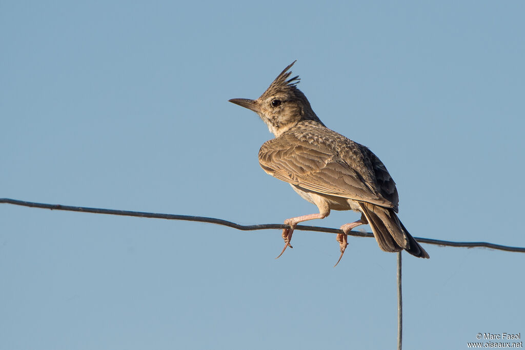 Crested Larkadult, identification