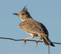 Crested Lark