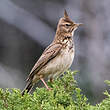 Cochevis huppé
