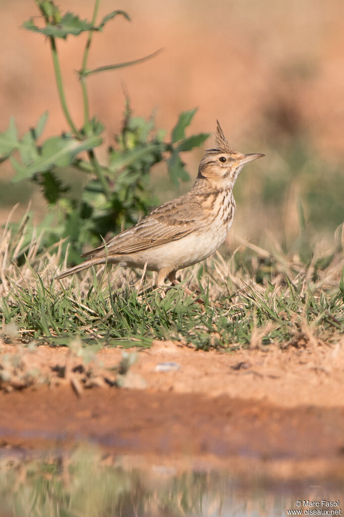 Cochevis huppé adulte, identification