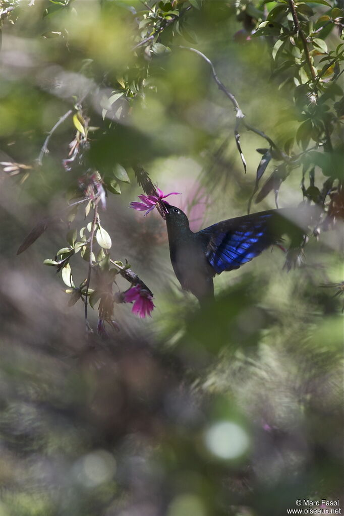 Colibri à ailes saphir mâle adulte, identification, Vol, régime