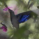 Colibri à ailes saphir