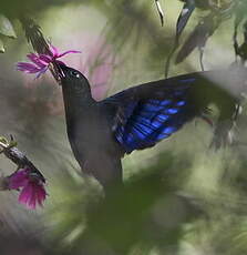 Colibri à ailes saphir