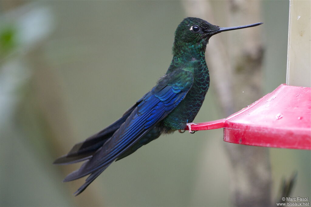 Great Sapphirewing male adult, identification, feeding habits