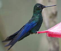 Colibri à ailes saphir