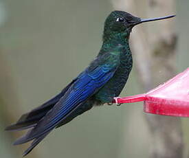 Colibri à ailes saphir