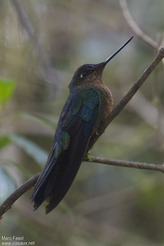 Colibri à ailes saphir femelle adulte, identification