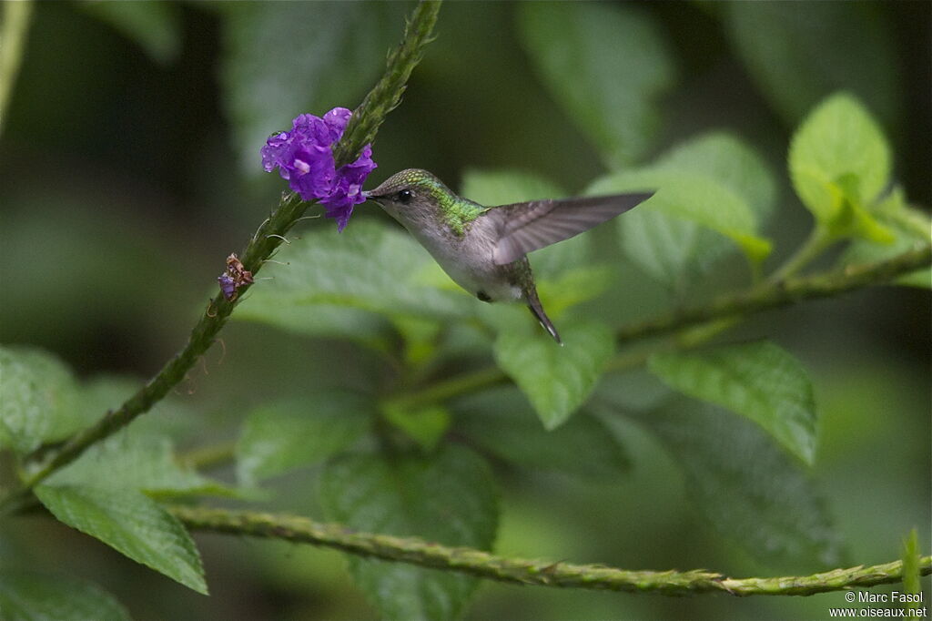 Colibri à coiffe blanche femelle, identification, Vol, régime, Comportement