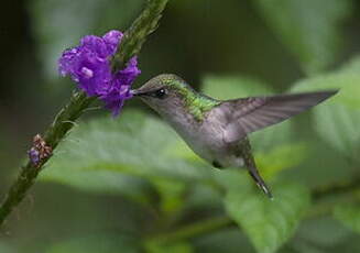 Colibri à coiffe blanche