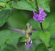 Colibri à coiffe blanche