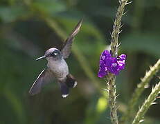 Colibri à coiffe blanche