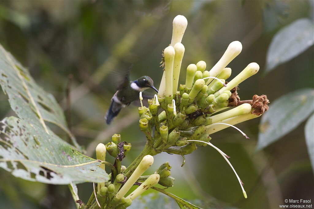 White-throated Daggerbilladult, identification, Flight, feeding habits