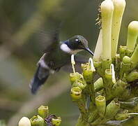 White-throated Daggerbill