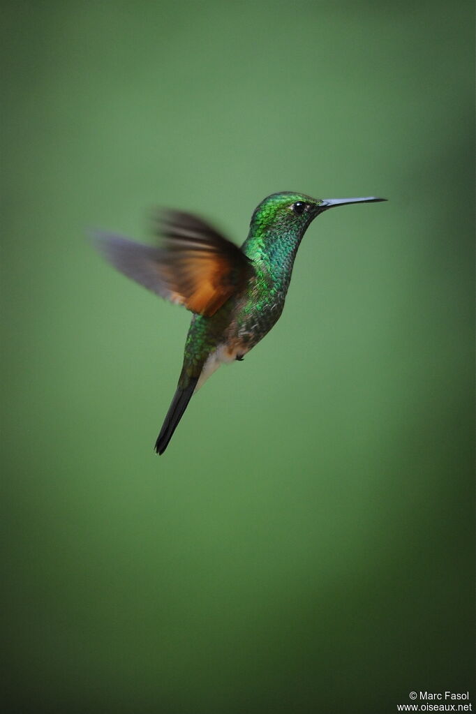 Stripe-tailed Hummingbird male adult, Flight