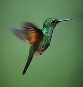 Stripe-tailed Hummingbird