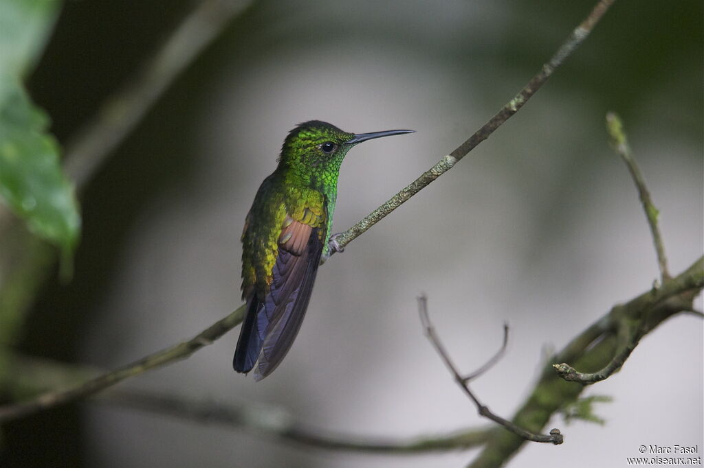 Stripe-tailed Hummingbird male adult, identification