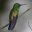 Colibri à épaulettes