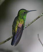 Stripe-tailed Hummingbird