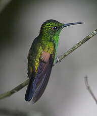 Colibri à épaulettes