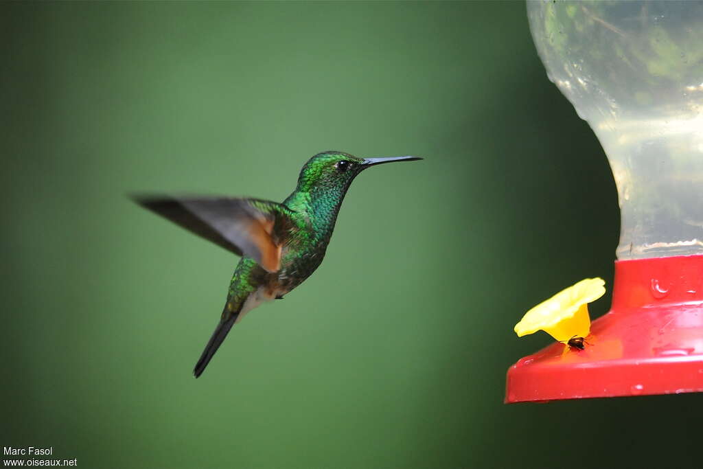 Colibri à épaulettes mâle adulte nuptial, pigmentation, Vol