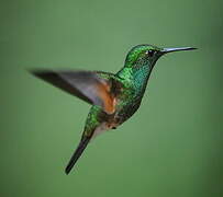 Stripe-tailed Hummingbird