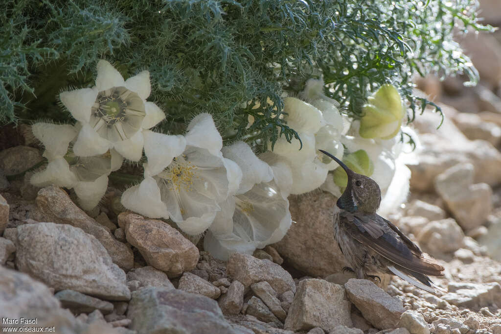 White-sided Hillstar male adult, identification