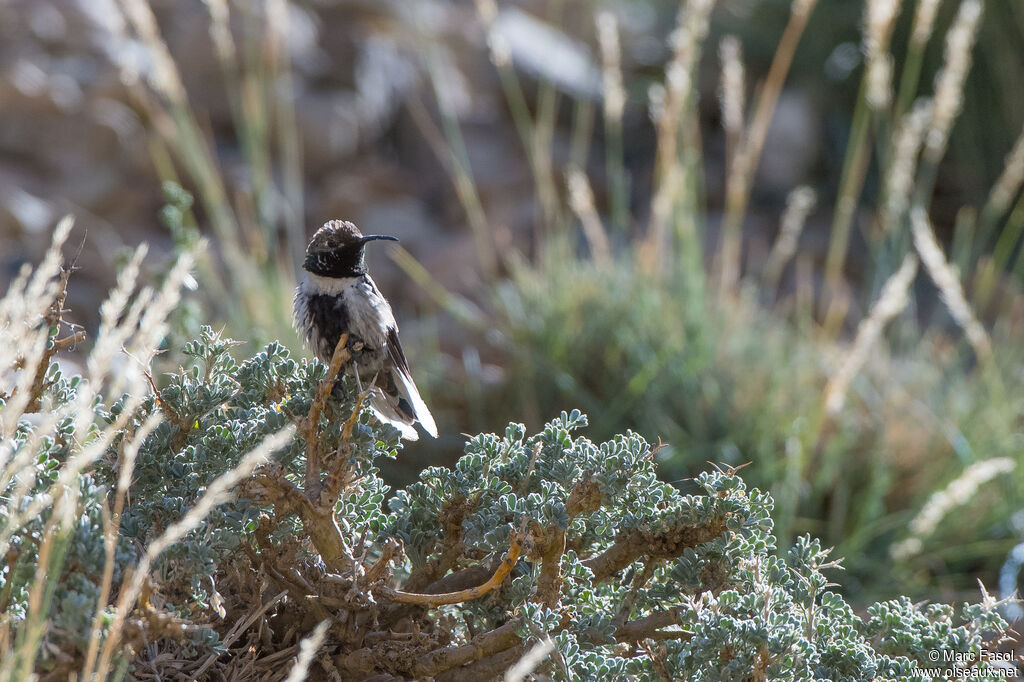 White-sided Hillstar male adult