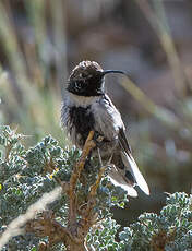 Colibri à flancs blancs