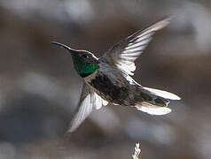 White-sided Hillstar