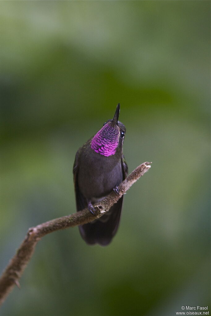 Amethyst-throated Mountaingem male adult breeding, identification