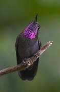 Amethyst-throated Mountaingem