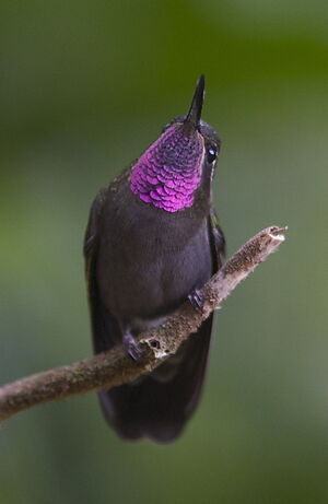 Colibri à gorge améthyste