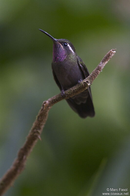 Colibri à gorge améthyste mâle adulte nuptial, identification