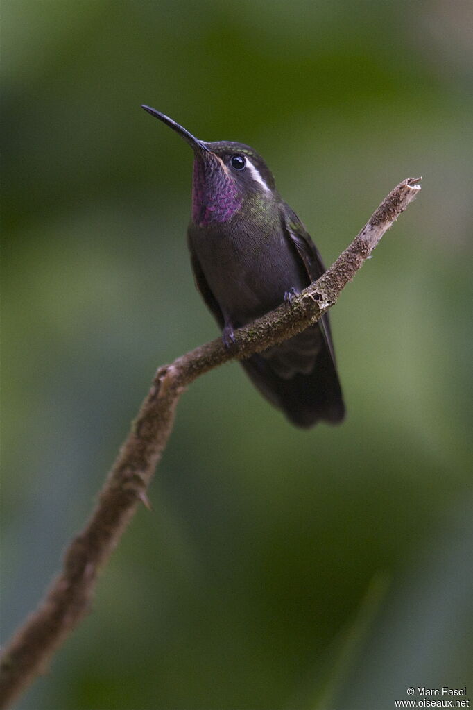 Colibri à gorge améthyste mâle adulte nuptial, identification