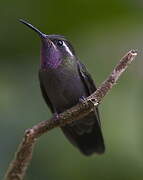 Amethyst-throated Mountaingem