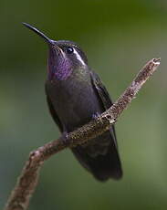 Colibri à gorge améthyste