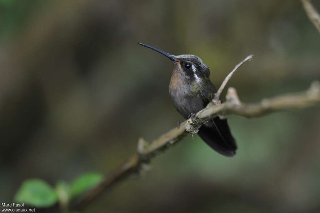 Colibri à gorge améthysteimmature, identification