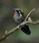 Amethyst-throated Mountaingem