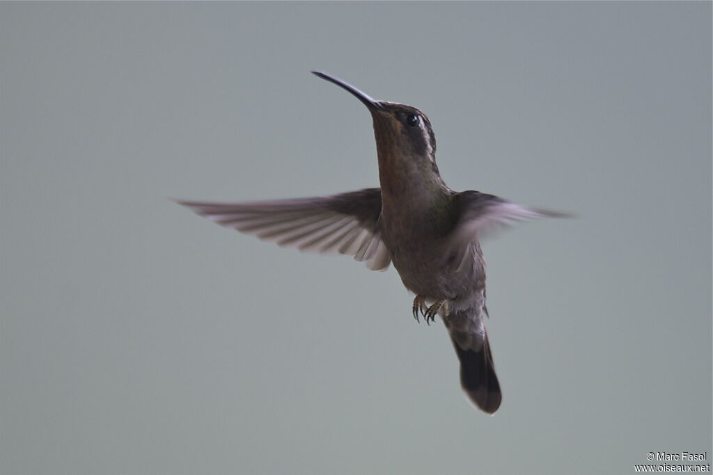 Amethyst-throated MountaingemFirst year, Flight