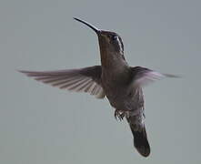 Colibri à gorge améthyste